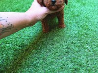 Petmode köpek çiftliğinden tea cup kore poodle