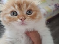 Süper british longhair bebekler
