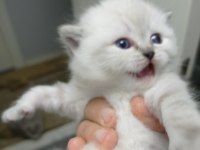 Yavru scottish fold kedisi