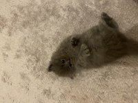 British shorthair yavrularımız yeni yuvalarını bekliyor