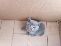 1 Aylık British Shorthair