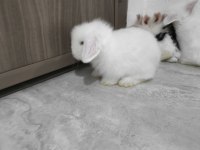 Safkan hollanda lop tavşanı bebekler
