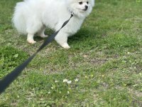 Yavrumuz eğitimlidir pomeranian boo