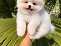Orjinal Pomeranian Boo Yavrumuz Moi