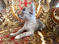 Yavru bir adet erkek 2 adet dişi chihuahua