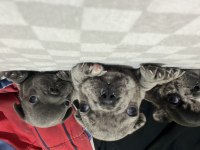 FRENCH BULLDOG YAVRULARIMIZ