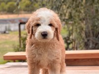 Particolor Labradoodle Yavrular
