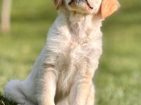 Baby Face Golden Retriever Bebeklerimiz