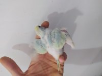 RAİNBOW MUHABBET KUŞU BEBEKLER