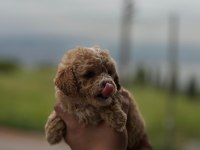Baba Kore Bebek Maltipoo Ve Poodle Yavrular