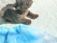 Güzeller güzeli french bulldog bebeklerimiz