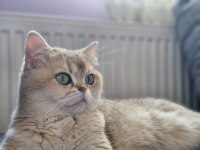 Golden british shorthair ny11