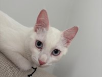 Mavi gözlü beyaz tekir kedi 5 aylık dişi