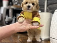 Maltipoo En Özelinin Ailesi Olmak İster Misiniz?