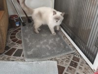 1 yaşında erkek kedimiz sahiplendirilecek