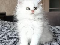 Tatlış kediler