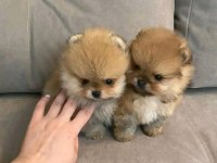 Sevimli mini boy pomeranian boo yavruları hazır
