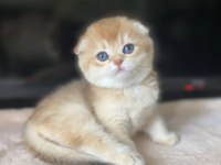 Üstün Kalite Top Kafa Golden Scottish Fold Shorthair