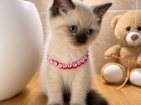 A Kalite Top Kafa Scottish Fold Bebek