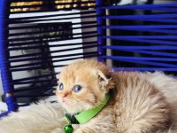 Scottish Fold golden tabby