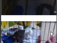 Scottish fold 4 kardeş