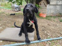 3.5 Aylık Cane Corso Dişi Ücretsiz Sahiplendirilecek