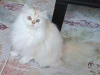 1,5 yaşında orijinal scrli british longhair
