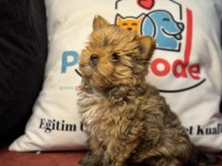 Tea cup exotic yorkshire terrier yavrularımız