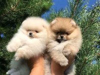 Pomeranian Boo Yavrularımız Evinizin Neşesi Olacaktır 