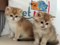 Ankarada Ziyarete Açık Golden British Shorthair