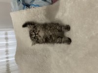 British longhair silver tabby 54 günlük kedimiz