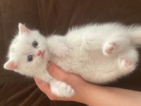 Erkek güzeli british shorthair yavrumuz