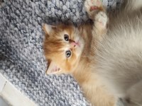 3 adet minik scottish fold sahiplerini bekliyor