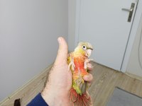 YÜKSEK KIRMIZI KONUR BEBEK