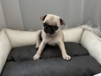Pug yavrusu 3 aylık saf kan tuvalet eğitimli