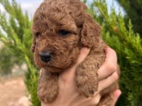 TOY POODLE YAVRULAR