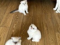 2 Beyaz mavi gözlü Scottish fold yavrular