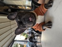 Yeni kısırlaştırılmış dişi french bulldog