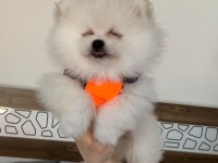 Safkan orijinal pomeranian ayı surat garantili