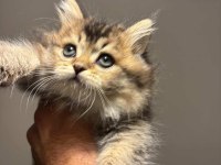 2 aylık oyun delisi british longhair