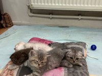 Scottish fold 4 yavru
