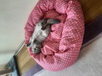 Acil sahiplendirme scottish fold