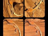 CRESTED GECKO YAVRULAR