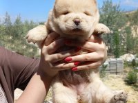 CHOWCHOW DÜNYASINDAN IRK GARANTİLİ YAVRULARIMIZ