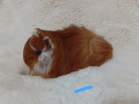 Sevimli Guinea Pig Yavruları