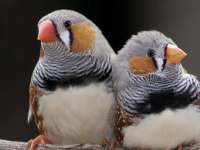 Zebra finch (hint bülbülü)