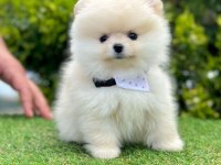 Sevimli Pomeranian Boo Yavrularımız