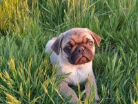 Pug mobs yavrular