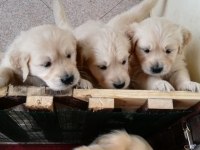 GOLDEN RETRİEVER YAVRULARI