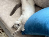 YAVRU KEDİLERİMİZE SICAK YUVA